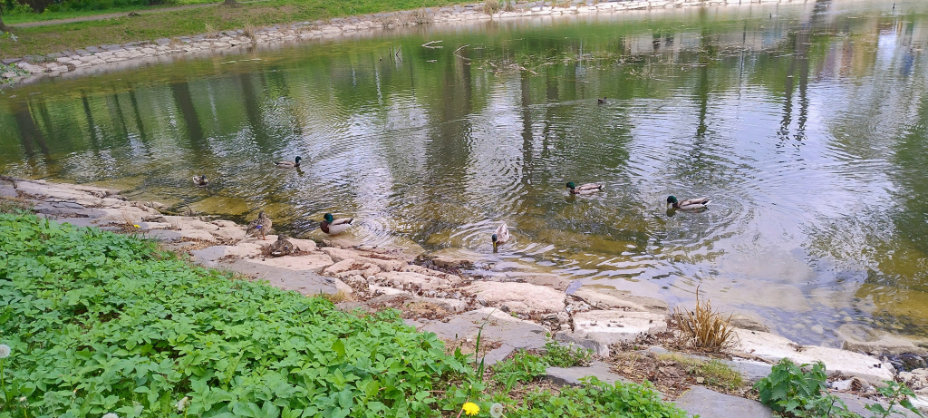 Čakovice - zámecký park