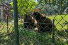 Medvědárium v Berouně