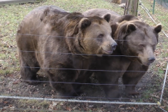 Medvedi  / Medvědárium Beroun - Výstřižek z videa:Medvědi Kuba a Matěj - Oslava 20. narozenin