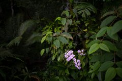 Orchidej-Phalaenopsis-schilleriana