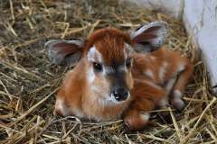 Novorozená sitatunga / zdroj: facebook Zoo Praha Foto: Roman Vodička