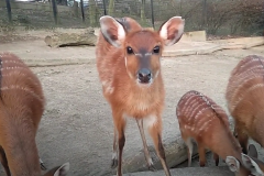 sitatunga / zdroj: Video youtube: Snídaně sitatung západoafrických (Elena Kulhavá)