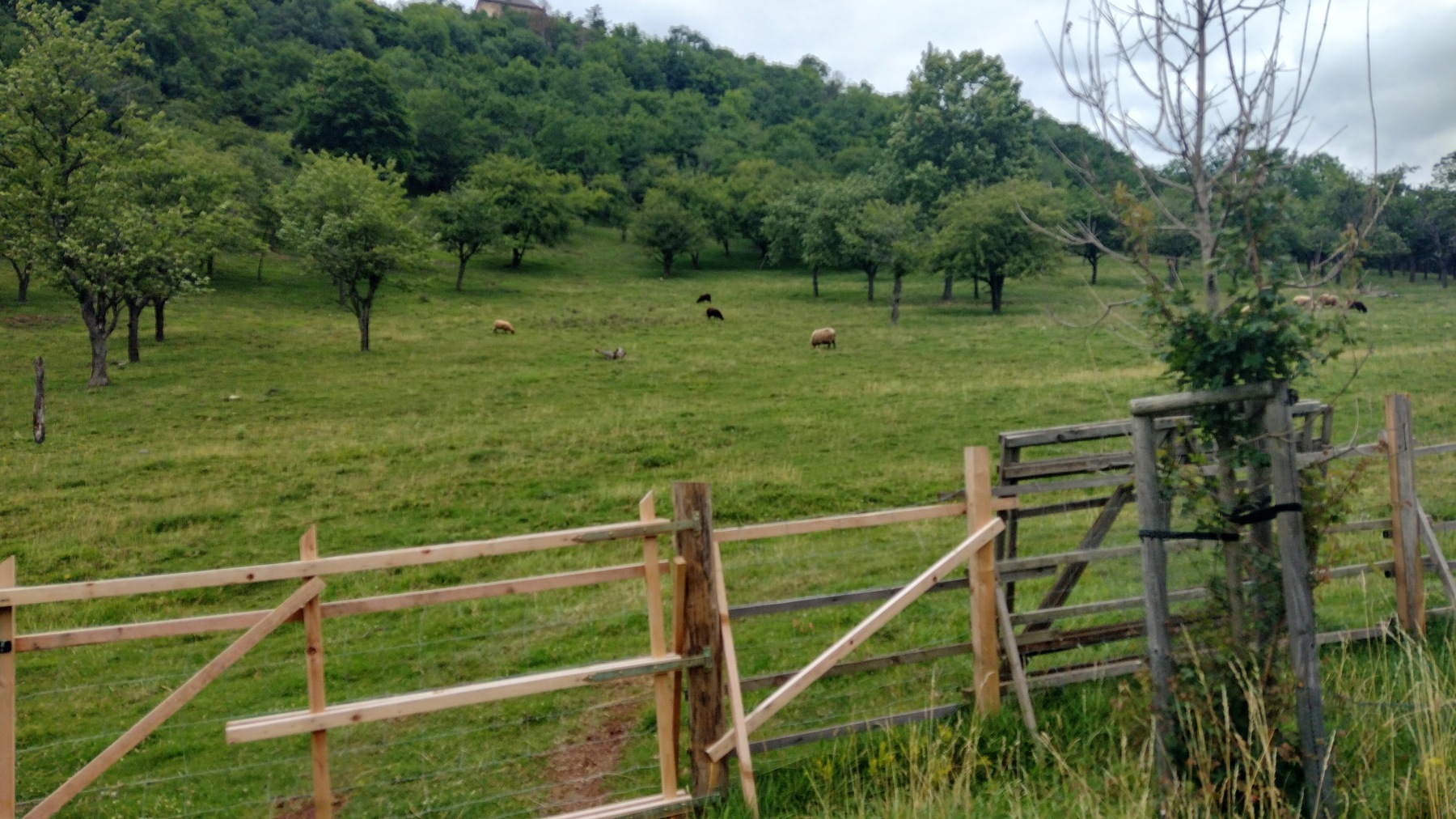 Cesta na Točník - ovečky