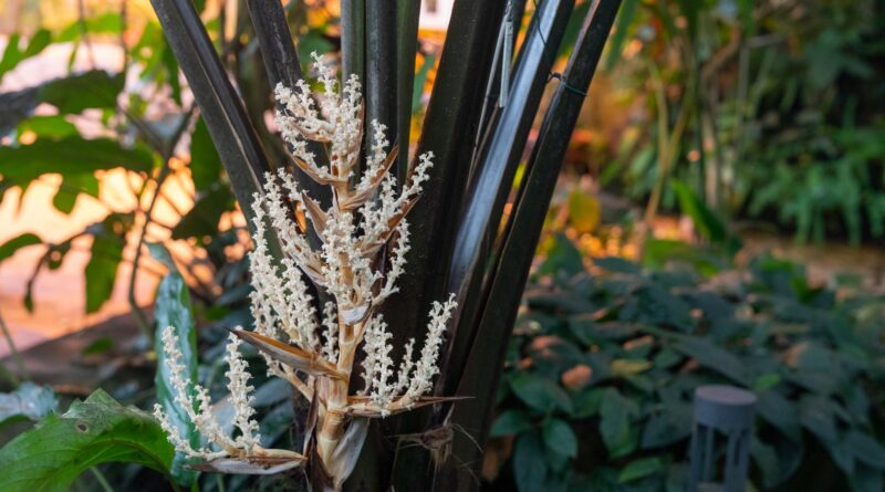 Vzácná bílá palma vykvetla v pražské botanické zahradě / Zdroj: Facebook pražské botanické zahrady