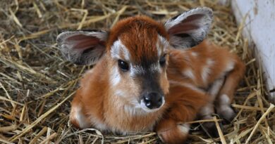 Novorozená sitatunga/ zdroj: facebook Zoo Praha Foto: Roman Vodička