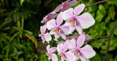 Orchidej Phalaenopsis schilleriana / zdroj: facebook Botanická zahrada Praha
