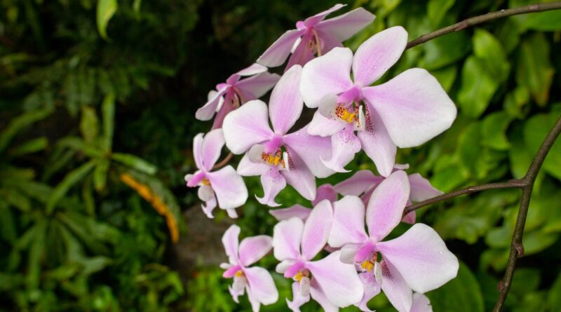 Orchidej Phalaenopsis schilleriana / zdroj: facebook Botanická zahrada Praha