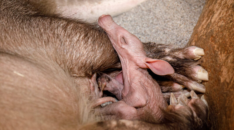 Hrabáč kapský / zdroj: facebook Zoo Praha, Foto: Miroslav Bobek, veřejný profil