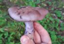 Čirůvka fialová – královna podzimních hub + recept