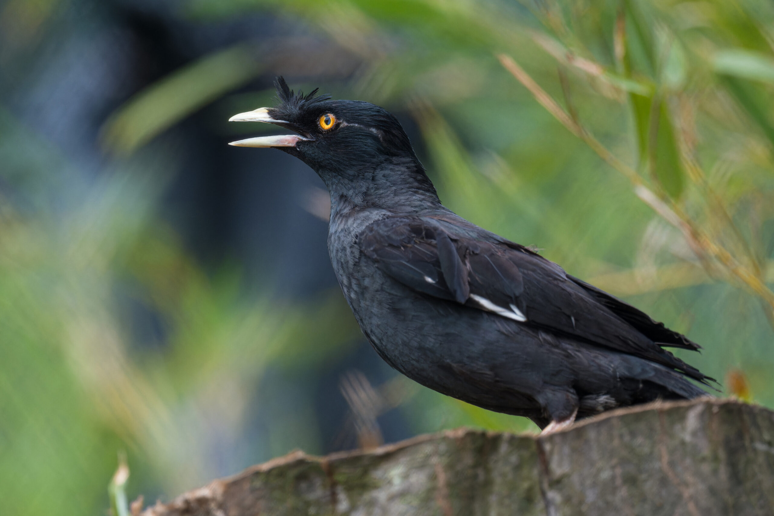 Voliéra Sečuán/Foto: Zoo PRaha