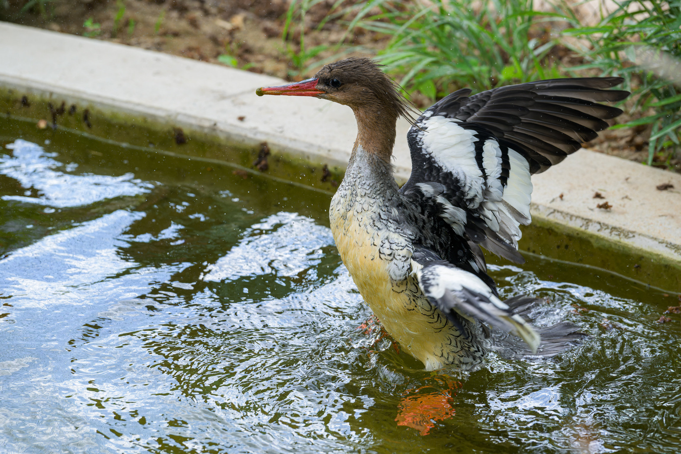 Voliéra Sečuán/Foto: Zoo PRaha