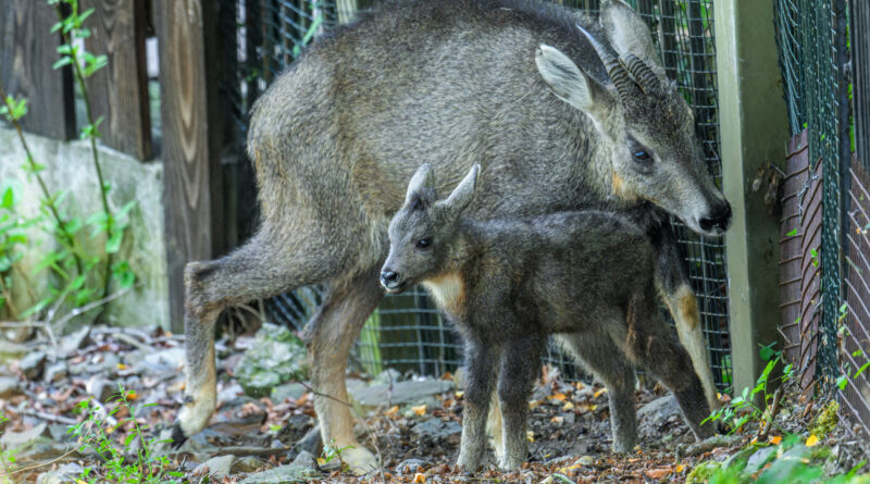 Goral sečuánský obývá nepřístupné svahy hor východní a jižní Asie a je velmi ostražitý. Možnost spatřit mládě těchto zřídka chovaných kopytníků je vzácná. Návštěvníci pražské zoo naleznou výběh goralů vedle expozice losů. Foto Petr Hamerník, Zoo Praha