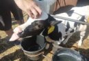O akci na farmě byl obrovský zájem. Do Montamilku proudily davy