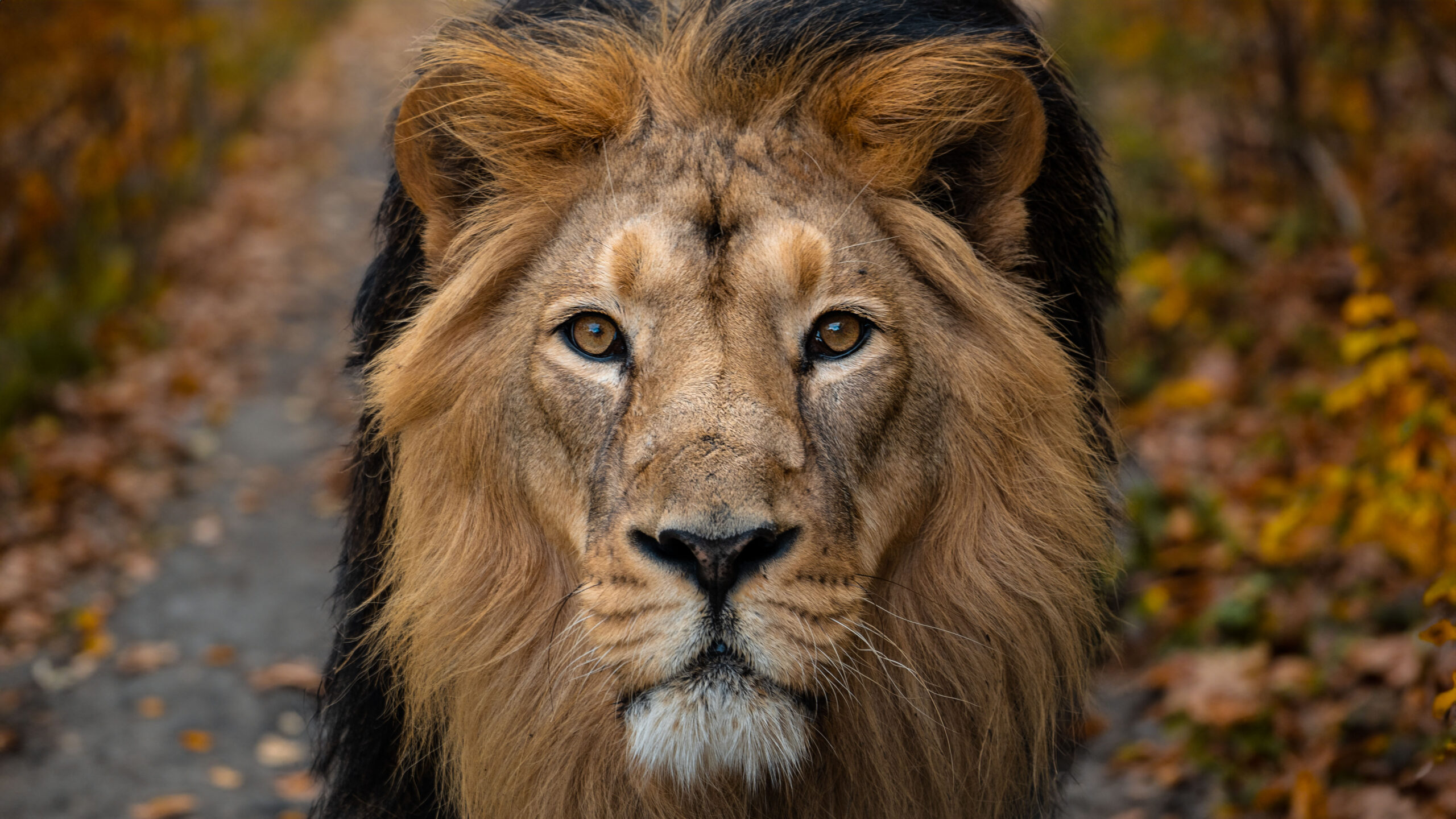 Dýňové hody se mezi návštěvníky Zoo Praha staly velmi oblíbenou akcí. Některá zvířata dýně zkonzumují, jiná si s nimi hrají, avšak vzbudit zájem masožravců – jako ďáblů medvědovitých – musí chovatelé poněkud jiným obsahem. Foto Oliver Le Que, Zoo Praha