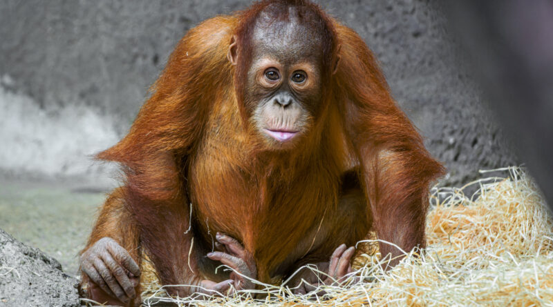 Kawi, foto: ZOO Praha