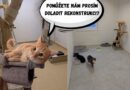 Foto: Donio.cz
