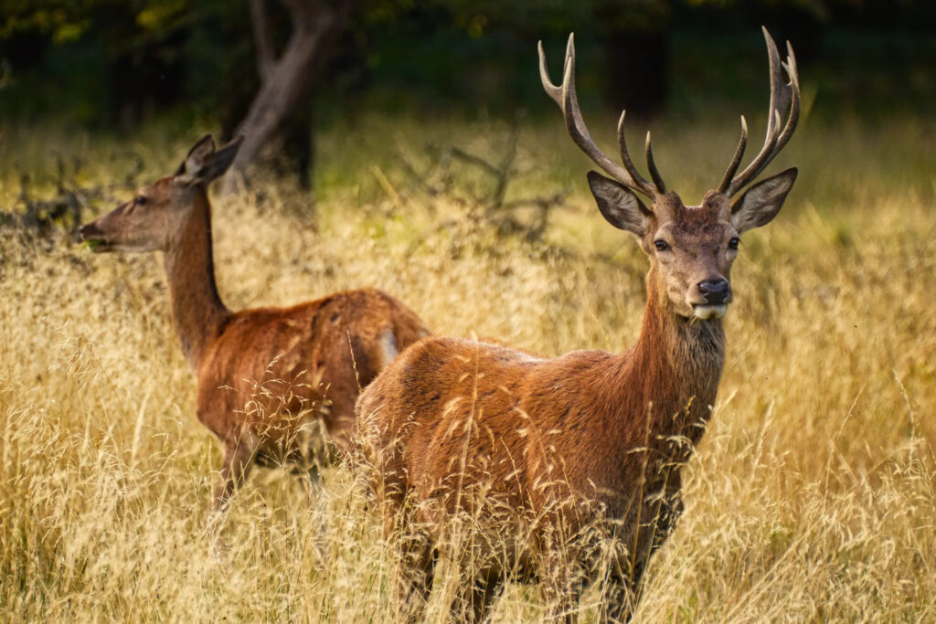 Natura Viva, Foto: Výstaviště Lysá nad Labem