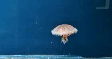 Neumí plavat a některé žahnutí od nich ani nebolí: Svět medúz změní váš pohled na fascinující tvory