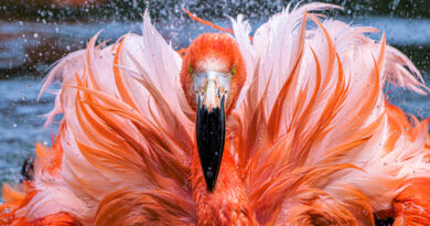 Plameňáci s důležitým poselstvím aneb mokřad není „jen“ bažina