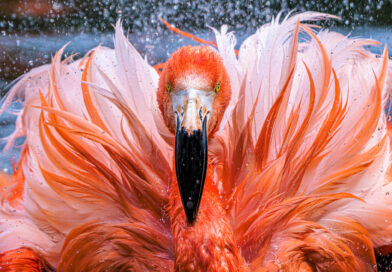 Plameňáci s důležitým poselstvím aneb mokřad není „jen“ bažina