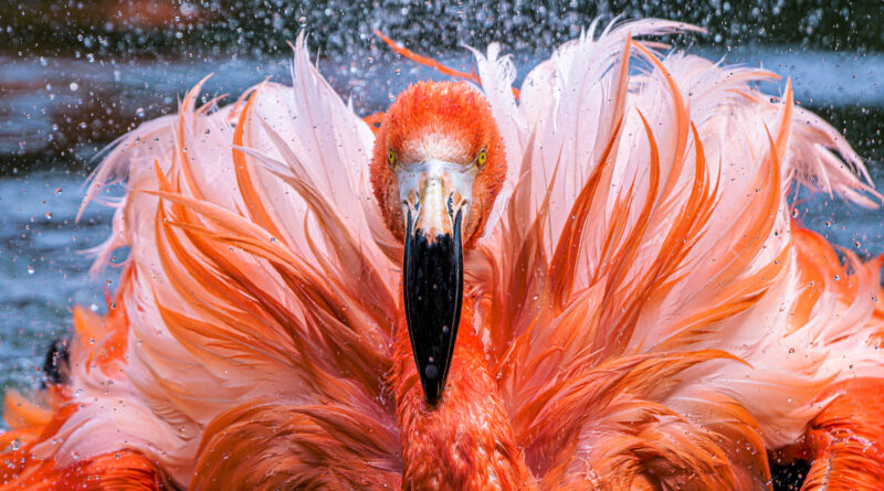 Plameňáci s důležitým poselstvím aneb mokřad není „jen“ bažina